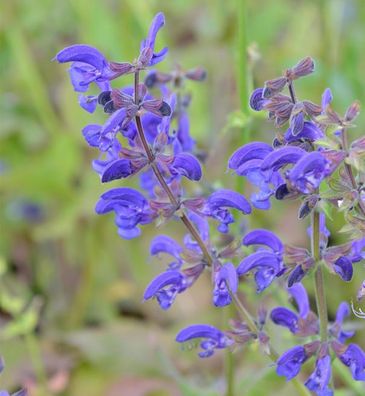 Wiesen Salbei - Salvia pratensis