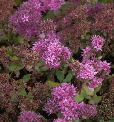 Ewers Fetthenne - Sedum ewersii