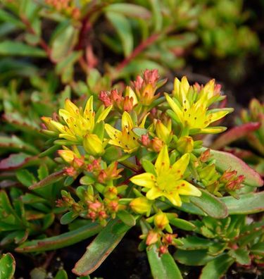 Fetthenne Weihenstephaner Gold - Sedum floriferum