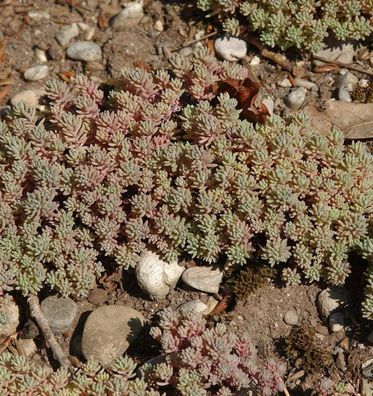 Spanischer Mauerpfeffer - Sedum hispanicum