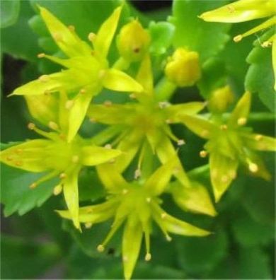 Fetthenne Immergrünchen - Sedum floriferum