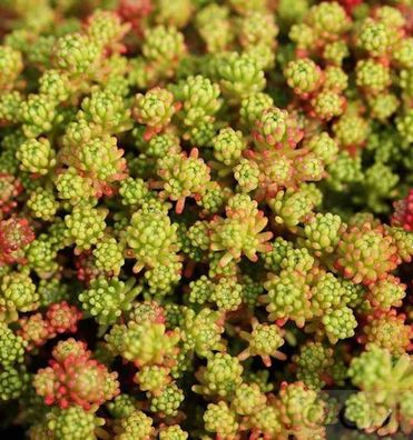 Türkischer Mauerpfeffer - Sedum lydium