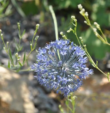 Blumenlauch - Allium caeruleum