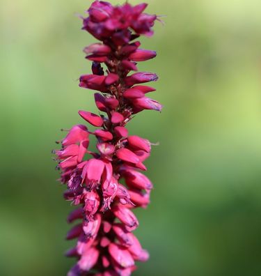 Kerzenknöterich Taurus - Persicaria amplexicaulis