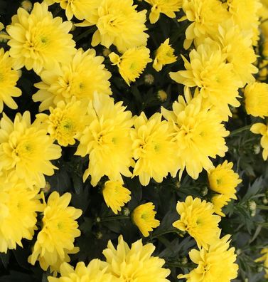 Herbstaster Citrus - Chrysanthemum hortorum