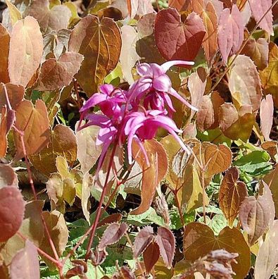 Elfenblume Rose Queen - Epimedium grandiflorum