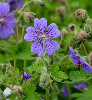 Kaukasus Storchschnabel Terre Franche - Geranium renardii