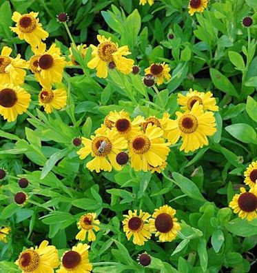 Sonnenbraut The Bishop - Helenium bielovii