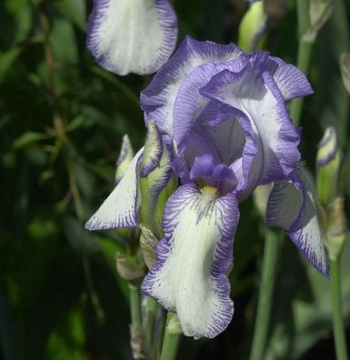 Mittelhohe Schwertlilie Bold Print - Iris barbata