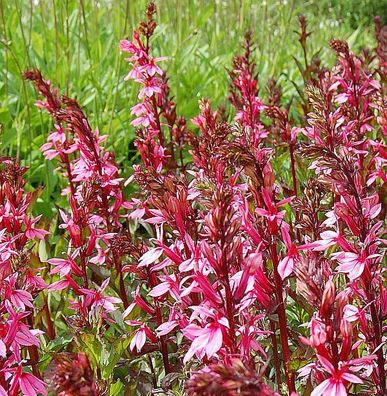 Prachtlobelie Salmon - Lobelia speciosa