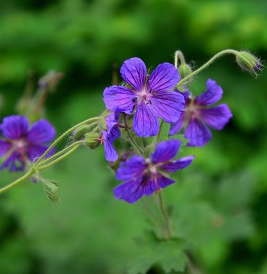 Großblütiger Storchschnabel - Geranium platyanthum