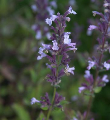 Katzenminze Grandiflora - Nepeta grandiflora