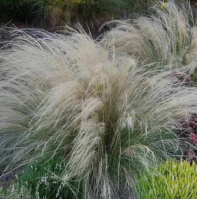 Engelshaargras - Stipa tenuissima