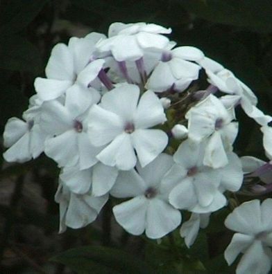 Hohe Flammenblume Weiße Wolke - Phlox paniculata