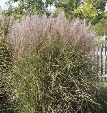 Chinaschilf Silberspinne - XXXL Topf - Miscanthus sinensis