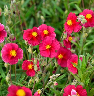 Sonnenröschen Blutströpfchen - Helianthemum cultorum