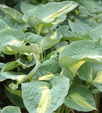 Grünblattfunkie Great Expectations - Hosta cultorum