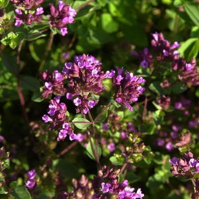 Oregano Hopley - Origanum laevigatum