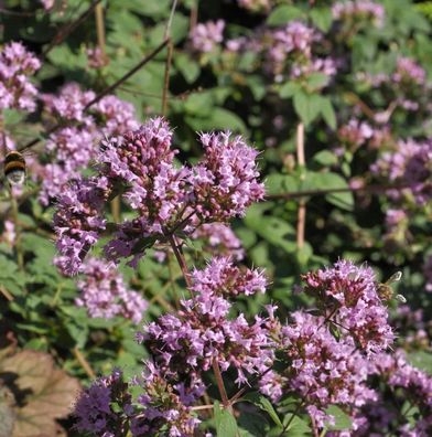 Oregano Purple Charm - Origanum laevigatum