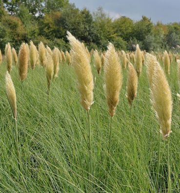 Pampasgras Pumila - Cortaderia selloana