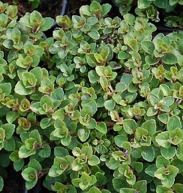 Wilder Majoran Nanum - Origanum vulgare