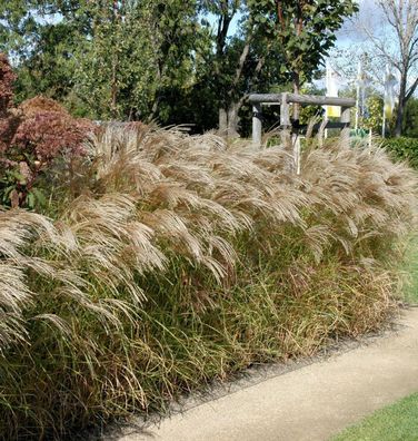 Chinaschilf Flamingo - XXXL Topf - Miscanthus sinensis