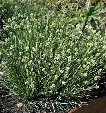 Echtes Blaugras - Sesleria caerulea