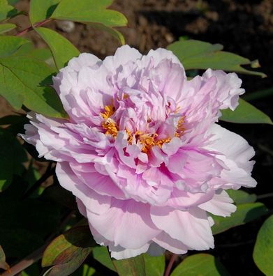 Edelpfingstrose Angelika Kauffmann - Paeonia lactiflora