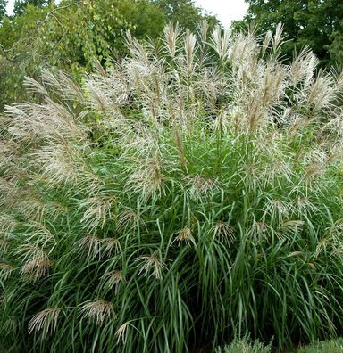 Chinaschilf Sarabande - Miscanthus sinensis