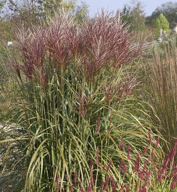 Chinaschilf Rotsilber - Miscanthus sinensis
