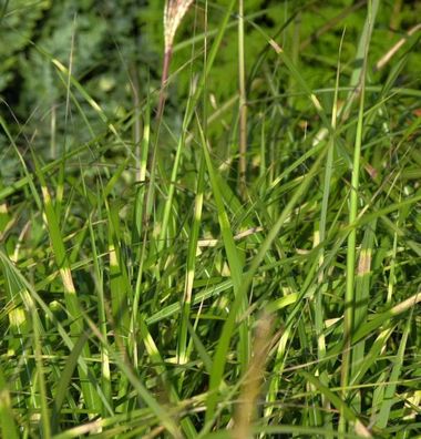 Chinaschilf Pünktchen - Miscanthus sinensis