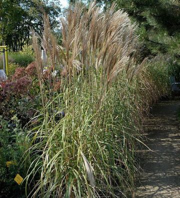 Chinaschilf Malepartus - Miscanthus sinensis