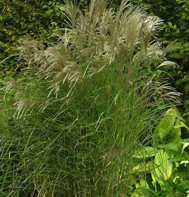 Chinaschilf Kleine Fontäne - Miscanthus sinensis