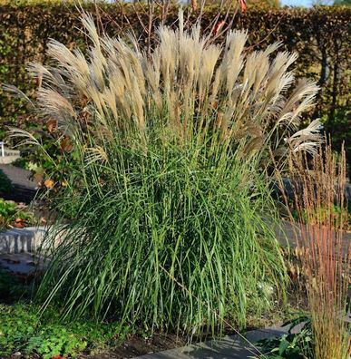 Chinaschilf Hermann Müssel - Miscanthus sinensis