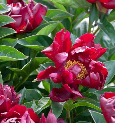 Edelpfingstrose Flame - Paeonia lactiflora