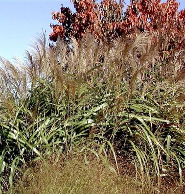 Chinaschilf Goliath - Miscanthus sinensis