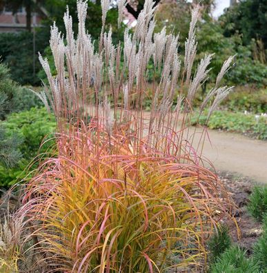 Chinaschilf Flammenmeer - Miscanthus sinensis