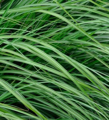 Chinaschilf Adagio - Miscanthus sinensis