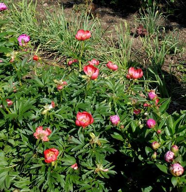 Balkan Pfingstrose - Paeonia peregrina