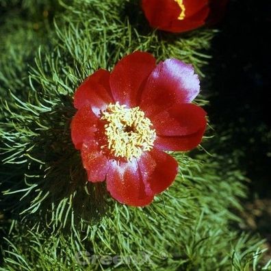 Netzblatt Pfingstrose - Paeonia tenuifolia