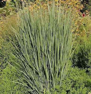 Rutenhirse Northwind - großer Topf - Panicum virgatum