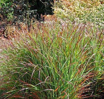 Rutenhirse Rehbraun - großer Topf - Panicum virgatum