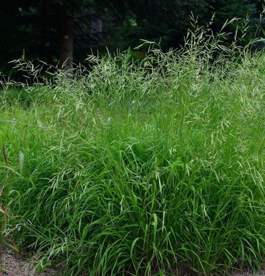 Wald Zwenke - Brachypodium sylvaticum