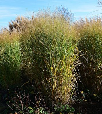 Rutenhirse Strictum - Panicum virgatum
