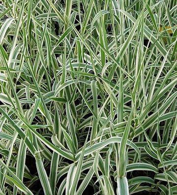 Pfahlrohr Variegata - Arundo donax