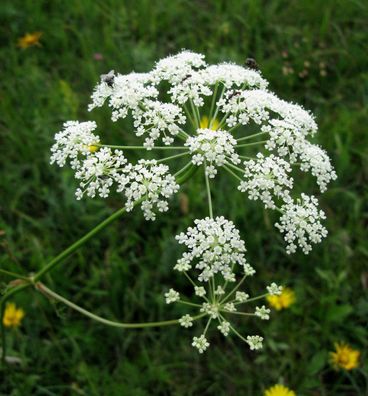 Berg-Haarstrang - Peucedanum oreoselinum