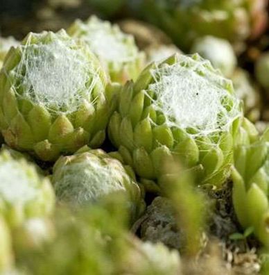 Dachwurz Alpha - Sempervivum arachnoideum