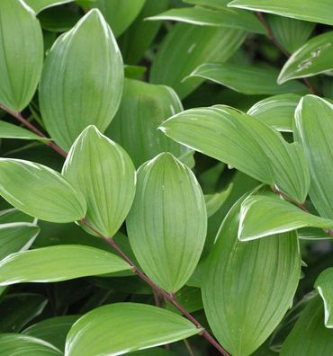 Duftender Salomonssiegel Variegatum - Polygonatum odoratum