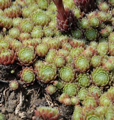 Hauswurz Feldmaier - Sempervivum cultorum