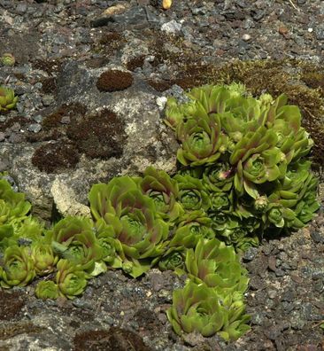 Hauswurz Tederheid - Sempervivum cultorum
